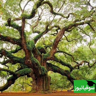 (ویدیو) نمود شعر بنی‌آدم اعضای یکدیگرند در دنیای درختان