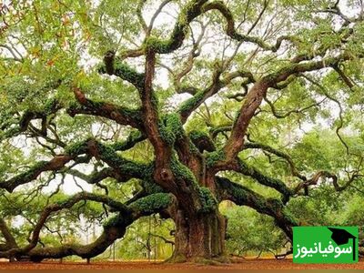 (ویدیو) نمود شعر بنی‌آدم اعضای یکدیگرند در دنیای درختان