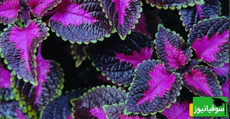 گل حسن یوسف