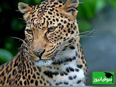 ویدئوی حیات وحش روز | این حرکت بی‌نظیر پلنگ ایرانی شما را در بهت و حیرت فرو خواهد برد