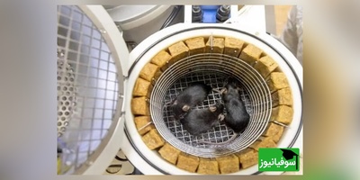 موش فضانورد پس از بازگشت از فضا 9 توله به دنیا آورد/ عجیب ولی واقعی+ ویدئو