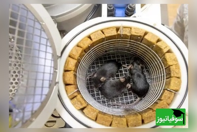 موش فضانورد پس از بازگشت از فضا 9 توله به دنیا آورد/ عجیب ولی واقعی+ ویدئو