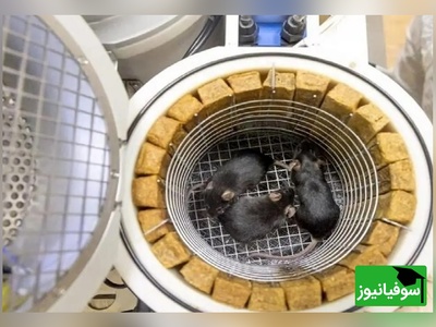 موش فضانورد پس از بازگشت از فضا 9 توله به دنیا آورد/ عجیب ولی واقعی+ ویدئو