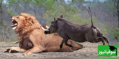 حیات وحش ؛ مستند حیات وحش حیوانات / نبرد حیوانات