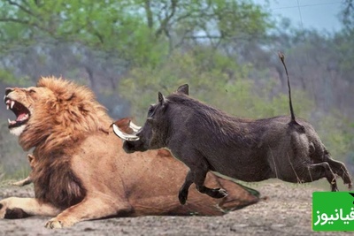 حیات وحش ؛ مستند حیات وحش حیوانات / نبرد حیوانات