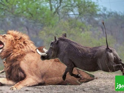 حیات وحش ؛ مستند حیات وحش حیوانات / نبرد حیوانات