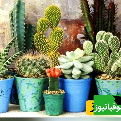 شرایط نگهداری کاکتوس در تابستان؛ راهکارهایی برای جلوگیری از آفتاب‌سوختگی و قارچ + فیلم