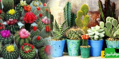 شرایط نگهداری کاکتوس در تابستان؛ راهکارهایی برای جلوگیری از آفتاب‌سوختگی و قارچ + فیلم