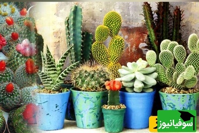 شرایط نگهداری کاکتوس در تابستان؛ راهکارهایی برای جلوگیری از آفتاب‌سوختگی و قارچ + فیلم