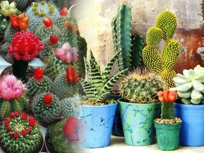 شرایط نگهداری کاکتوس در تابستان؛ راهکارهایی برای جلوگیری از آفتاب‌سوختگی و قارچ + فیلم