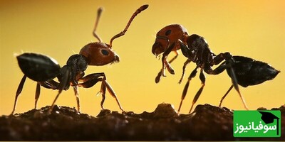 (ویدئو) جراحان کوچک در دنیای حشرات / مورچه‌های درودگر با قطع اندام‌های آلوده همنوعان، از شیوع عفونت جلوگیری می‌کنند!
