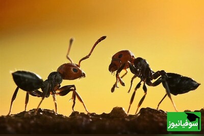 (ویدئو) جراحان کوچک در دنیای حشرات / مورچه‌های درودگر با قطع اندام‌های آلوده همنوعان، از شیوع عفونت جلوگیری می‌کنند!