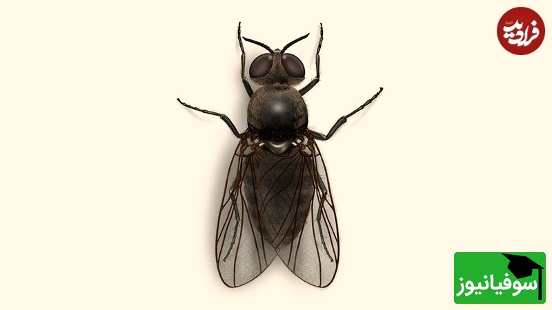 مگس سیاه   