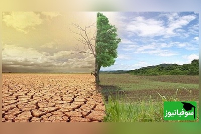 (تصاویر) معجزه عشق در بطن جنگل؛ 20 سال تلاش خستگی‌ناپذیر یک زوج برای احیای جنگلی که مرگ را به آغوش کشیده بود و حالا به بهشتی رویایی تبدیل شده است