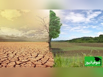 (تصاویر) معجزه عشق در بطن جنگل؛ 20 سال تلاش خستگی‌ناپذیر یک زوج برای احیای جنگلی که مرگ را به آغوش کشیده بود و حالا به بهشتی رویایی تبدیل شده است