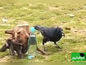 (ویدئو) خلاقیت جذاب پرندۀ نابغه برای نوشیدن آب از داخل بطری