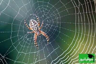 (عکس) مهندسی بی‌نظیر عنکبوت را برای بقای نسل ببینید