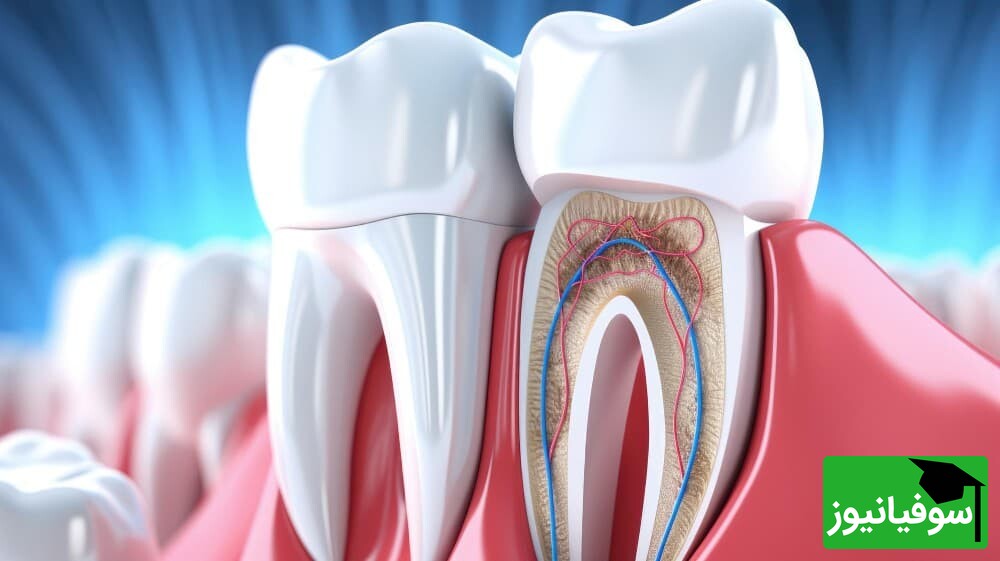 آزمایش اولین داروی رشد مجدد دندان بر روی انسان