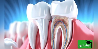 آزمایش اولین داروی رشد مجدد دندان بر روی انسان