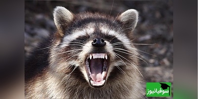 (ویدیو) مستند حیات وحش/ شجاعت در طبیعت؛ رویارویی یک راکون با پنج کایوت