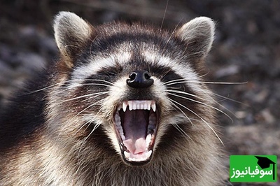 (ویدیو) مستند حیات وحش/ شجاعت در طبیعت؛ رویارویی یک راکون با پنج کایوت