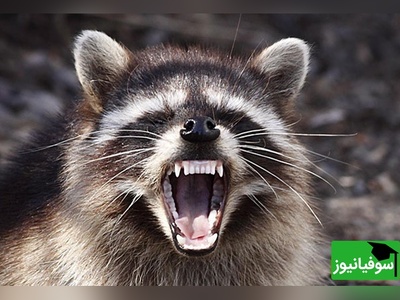 (ویدیو) مستند حیات وحش/ شجاعت در طبیعت؛ رویارویی یک راکون با پنج کایوت