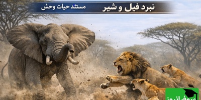 مستند حیوانات/ شیر بیچاره نمی‌دانست با چه غولی طرف است؛ واکنش خشمگینانه فیل شیرها را فراری داد
