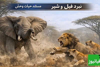 مستند حیوانات/ شیر بیچاره نمی‌دانست با چه غولی طرف است؛ واکنش خشمگینانه فیل شیرها را فراری داد