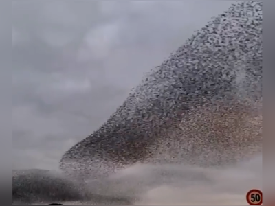 (ویدئو) حرکت زیبا و عجیب دسته‌ای از پرندگان بر مبنای قوانین فیزیک/ سرایت علم فیزیک به پرندگان مهاجر