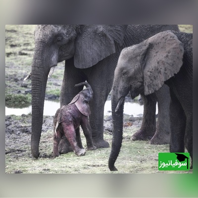 (ویدئو) مستند حیات وحش حیوانات: تلاش احساسی فیل مادر برای  کمک به بچه تازه متولد شده‌اش
