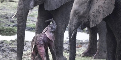 (ویدئو) مستند حیات وحش حیوانات: تلاش احساسی فیل مادر برای  کمک به بچه تازه متولد شده‌اش