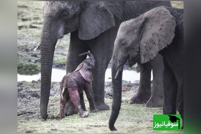 (ویدئو) مستند حیات وحش حیوانات: تلاش احساسی فیل مادر برای  کمک به بچه تازه متولد شده‌اش