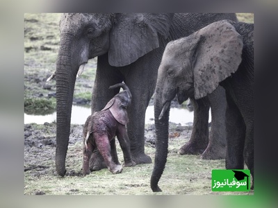 (ویدئو) مستند حیات وحش حیوانات: تلاش احساسی فیل مادر برای  کمک به بچه تازه متولد شده‌اش