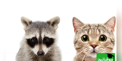 فیلم درگیری خنده‌دار گربه خانگی و راکون پس از ورود غیرمنتظره / همون اول نشون داد رئیس خونه کیه😂