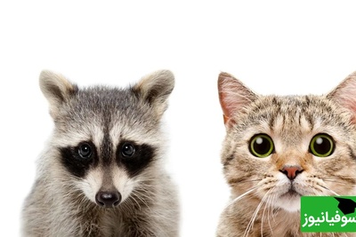 فیلم درگیری خنده‌دار گربه خانگی و راکون پس از ورود غیرمنتظره / همون اول نشون داد رئیس خونه کیه😂