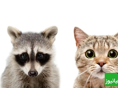 فیلم درگیری خنده‌دار گربه خانگی و راکون پس از ورود غیرمنتظره / همون اول نشون داد رئیس خونه کیه😂