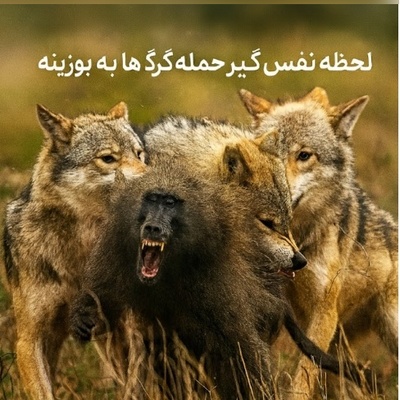 ویدئو| مستند حیات وحش؛ این قسمت: نبرد هوش در قلب طبیعت وحشی؛ لحظه نفس‌گیر حمله گرگ ها به بوزینه