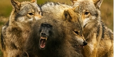 ویدئو| مستند حیات وحش؛ این قسمت: نبرد هوش در قلب طبیعت وحشی؛ لحظه نفس‌گیر حمله گرگ ها به بوزینه