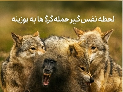 ویدئو| مستند حیات وحش؛ این قسمت: نبرد هوش در قلب طبیعت وحشی؛ لحظه نفس‌گیر حمله گرگ ها به بوزینه
