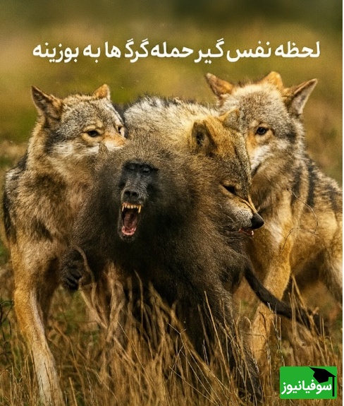 ویدئو| مستند حیات وحش؛ این قسمت: نبرد هوش در قلب طبیعت وحشی؛ لحظه نفسگیر حمله گرگ ها به بوزینه