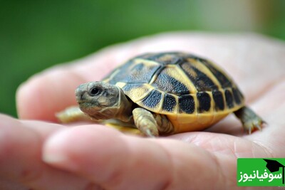 تست ضریب هوشی/ فقط 5 ثانیه فرصت دارید تا "لاک‌پشت کوچولو" را در "جنگل‌ آمازون" پیدا و ثابت کنید باهوش هستید