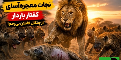 مستند حیات‌وحش؛ وقتی پادشاه، قانون جنگل را شکست/ فداکاری باورنکردنی شیر برای دشمن خونی‌اش!