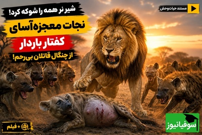 مستند حیات‌وحش؛ وقتی پادشاه، قانون جنگل را شکست/ فداکاری باورنکردنی شیر برای دشمن خونی‌اش!
