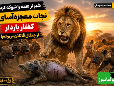 مستند حیات‌وحش؛ وقتی پادشاه، قانون جنگل را شکست/ فداکاری باورنکردنی شیر برای دشمن خونی‌اش!