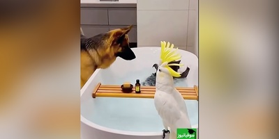 اگه یه خنده از ته دل میخوای بیا با حیوانات خونگی ما همراه شو/ رقص گربه رو چاه سه بعدی عالیه 😂+ ویدئو