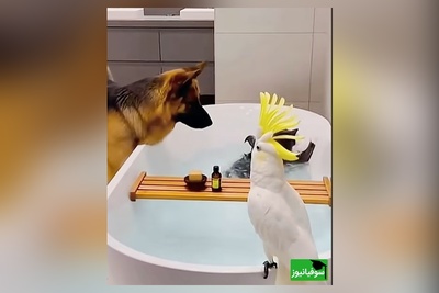 اگه یه خنده از ته دل میخوای بیا با حیوانات خونگی ما همراه شو/ رقص گربه رو چاه سه بعدی عالیه 😂+ ویدئو