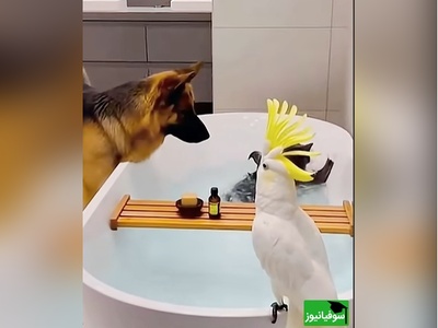 اگه یه خنده از ته دل میخوای بیا با حیوانات خونگی ما همراه شو/ رقص گربه رو چاه سه بعدی عالیه 😂+ ویدئو