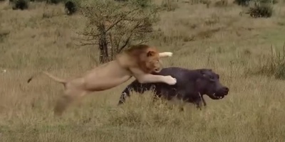 (ویدئو) مستند حیات وحش حیوانات/ ماجرای امروز راز بقا: نبرد نفسگیر شیر نر و اسب‌آبی بیچاره