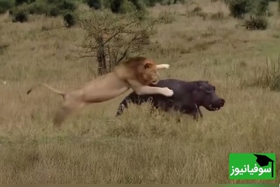 (ویدئو) مستند حیات وحش حیوانات/ ماجرای امروز راز بقا: نبرد نفسگیر شیر نر و اسب‌آبی بیچاره