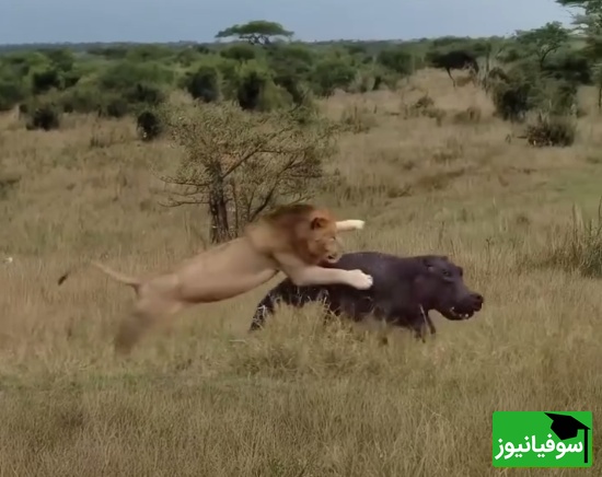 (ویدئو) مستند حیات وحش حیوانات/ ماجرای امروز راز بقا: نبرد نفسگیر شیر نر و اسب‌آبی بیچاره